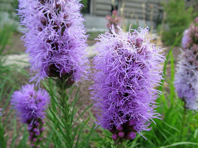 Liatris sp.
