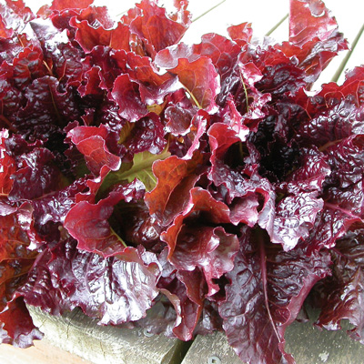 Outredgeous Territorial Seed Company