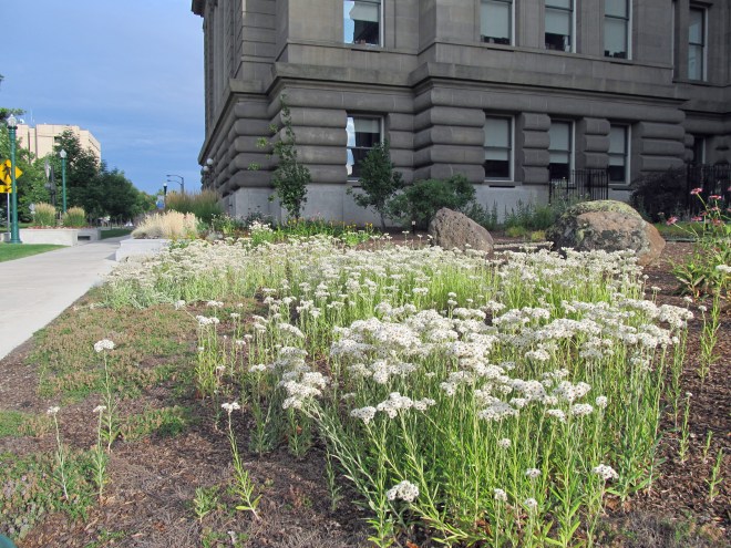 A drift of pearly everlasting (Anaphalis margaritacea)