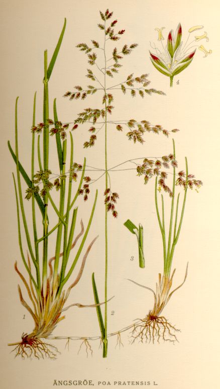 Kentucky bluegrass (Poa pratensis) also known as smooth meadow-grass - photo credit: wikimedia commons