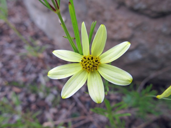 Coreopsis sp.