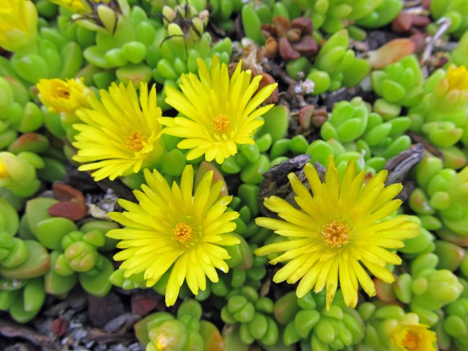 Yellow ice plant (Delosperma nubiginum)