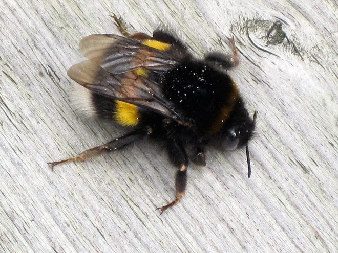 Buff-tailed Bumblebee (Bombus terrestris) - photo credit: wikimedia commons