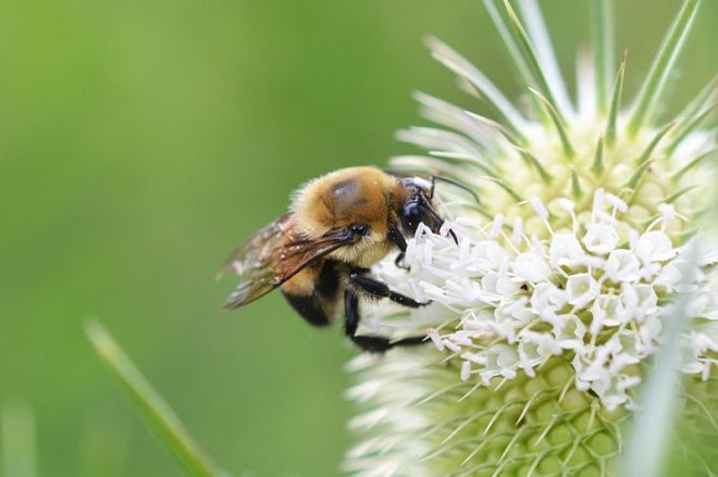 Brown-belted Bumblebee (Bombus griseocollis) - photo credit: wikimedia commons