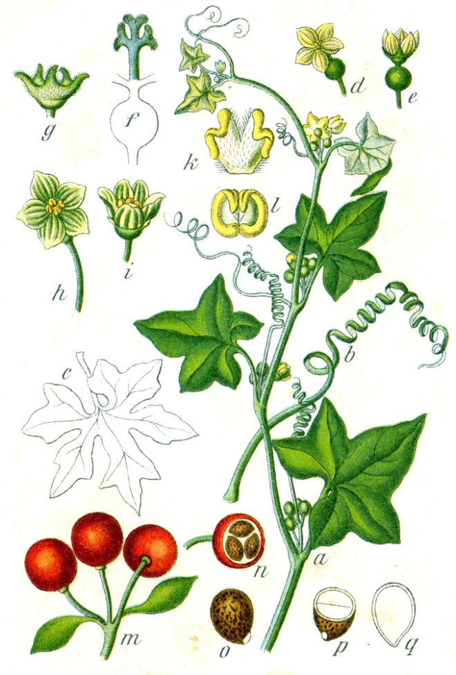 White bryony (Bryonia dioica) - photo credit: wikimedia commons
