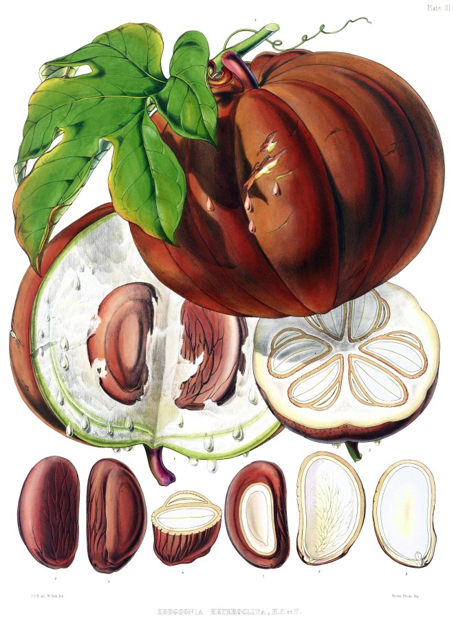 Chinese lardplant (Hodgsonia heteroclita) - photo credit: wikimedia commons