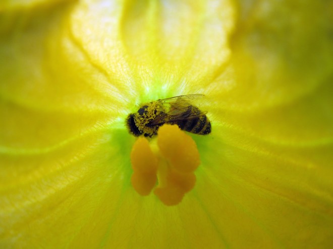 A honeybee covered in pollen drinking the nectar of a female squash flower