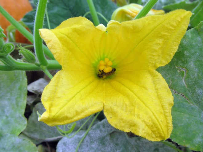 A honeybee in a squash flower