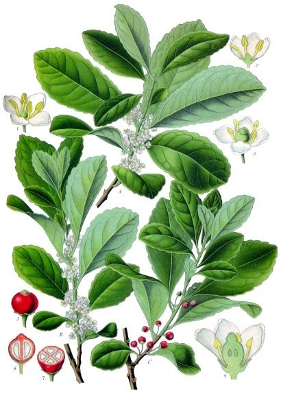 Yerba Mate (Ilex paraguariensis)