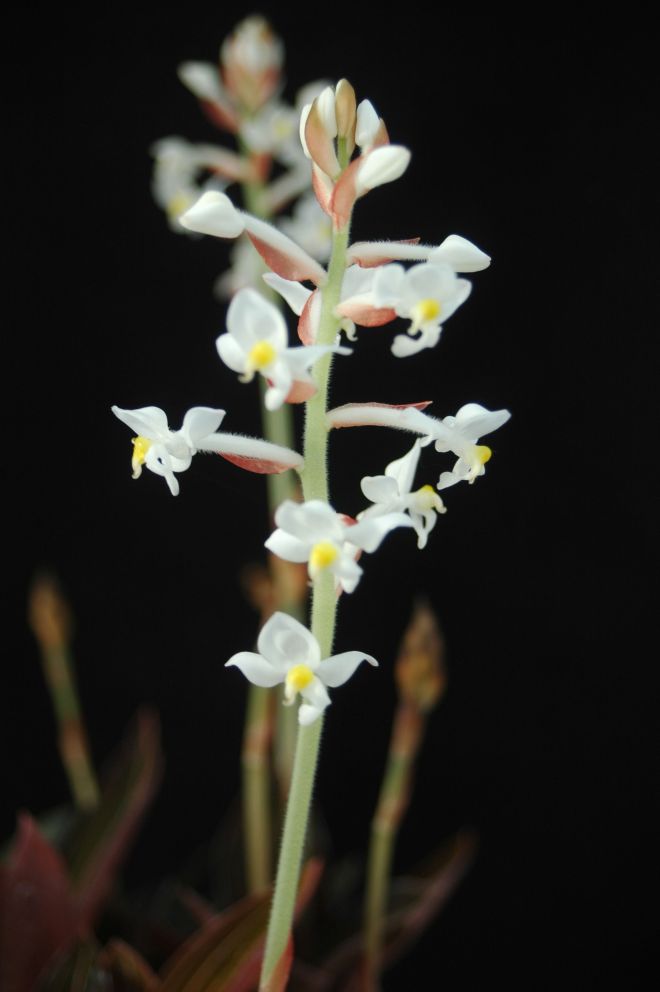 Ludisia discolor - the plant that inspired Matt to start the blog