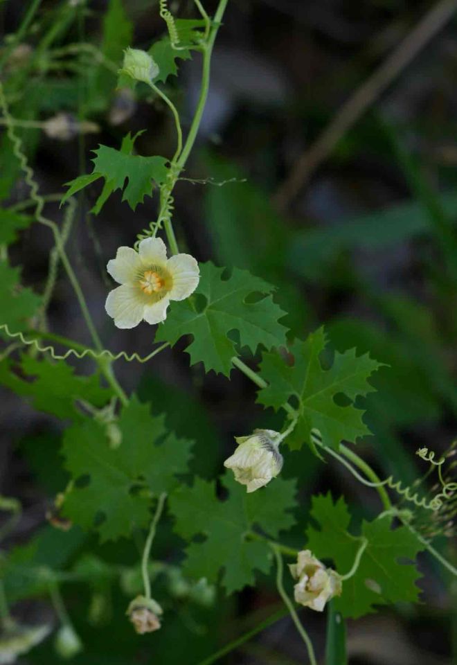 The flowers of balsam apple (Momordica balsamina) - photo credit: eol.org