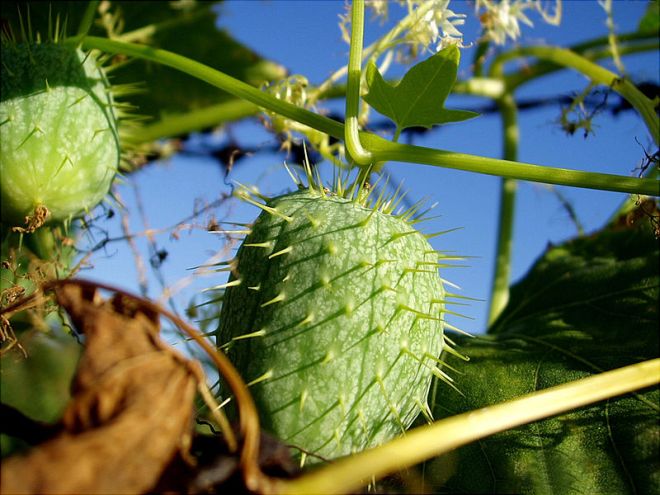 The spiky fruits of wild cucumber (Echinocystus lobata) - photo credit: wikimedia commons