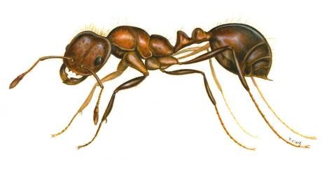 photo credit: www.eol.org