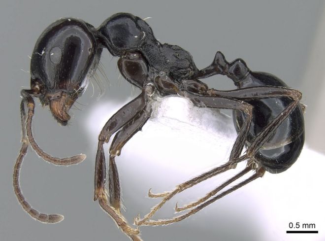 Messor bouvieri (photo credit: www.eol.org)