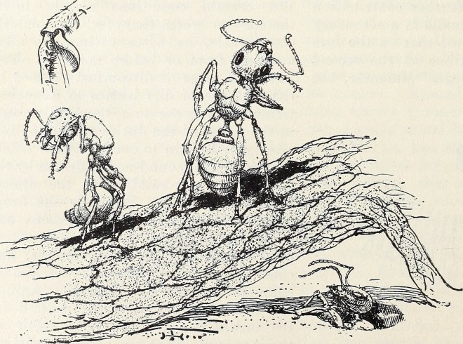 photo credit: wikimedia commons