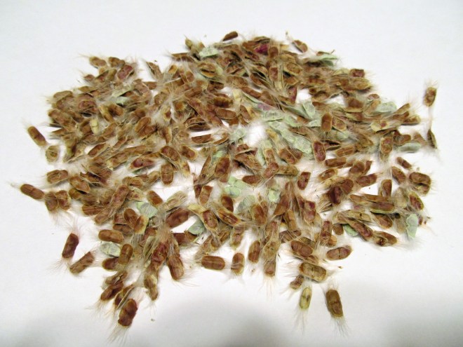 The hairy, winged seeds of Chilopsis linearis