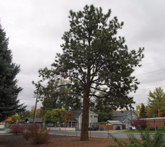 Loblolly pine (Pinus taeda) at Lowell Elementary in Boise, Idaho - one of many Moon Trees planted in the late 1970's.