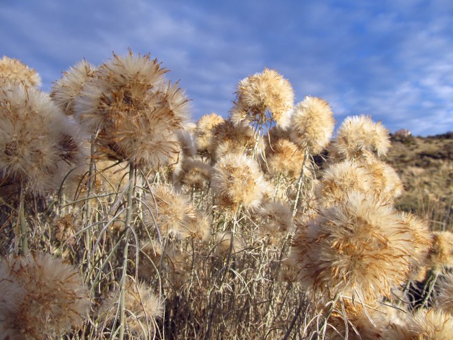 Seed heads of rubber rabbit brush (Ericameria nauseosa)