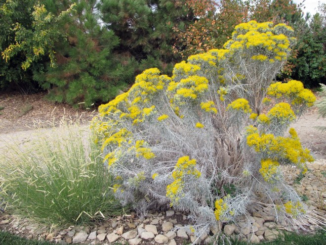Rubber rabbitbrush - Ericameria nauseosa