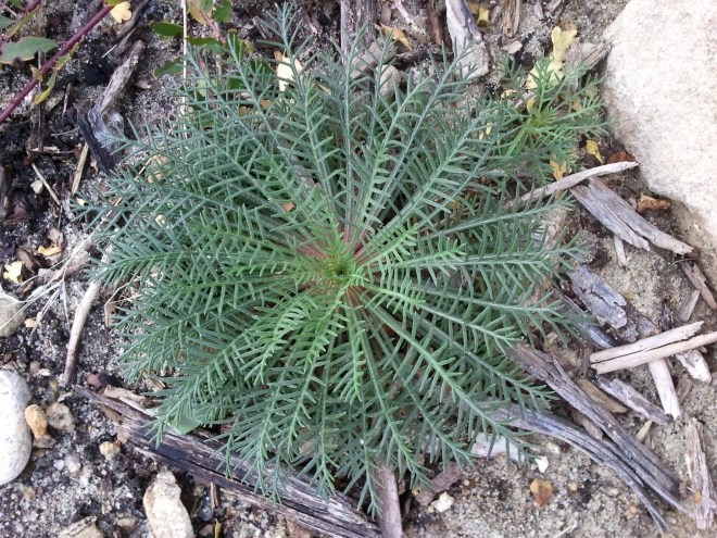 The rosette of scarlet gilia (Ipomopsis aggregata)