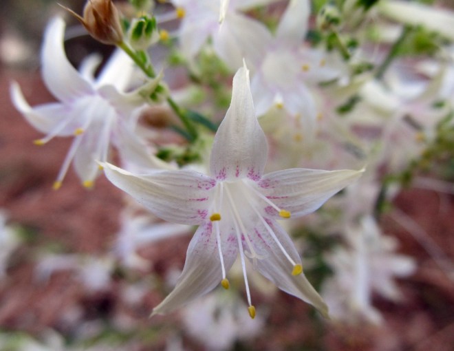 Scarlet gilia (Ipomopsis aggregata) with white flowers