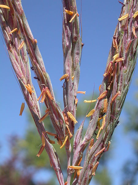 Inforescence of big bluestem (Andropogon gerardii), a wind pollinated plant - pohto credit: wikimedia commons