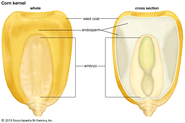 The cross section of a corn kernel showing the endosperm and the embryo (image credit: Encyclopedia Britannica Kids)
