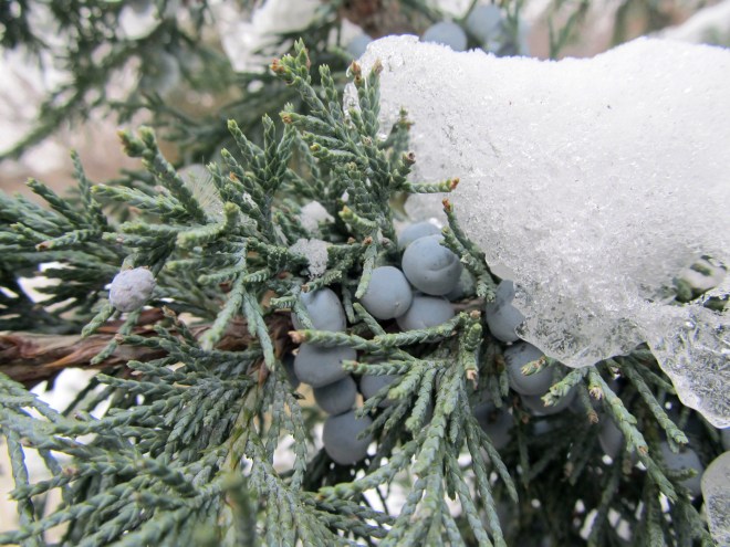juniper in the snow