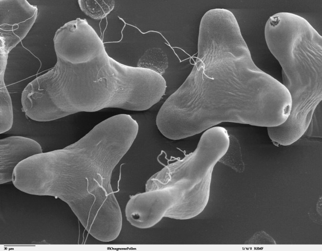 Scanning electron microscope image of pollen grains from narrowleaf evening primrose (Oenothera fruticosa) - photo credit: wikimedia commons
