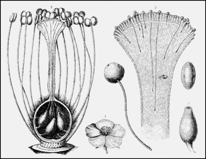 The illustration on the left includes the cross-section of a pistil showing the inside the ovary where pollen tubes have made their way to the ovules. The illustration on the right shows pollen grains germinating on a stigma and their pollen tubes begining to work their way down the style. (photo credit: wikimedia commons)