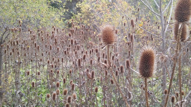 dipsacus fullonum_jeremiah sandler