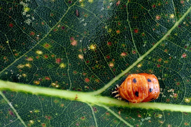Pupa of ladybird beetle on white oak leaf (photo credit: wikimedia commons)