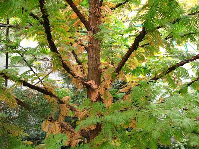 photo credit: wikimedia commons