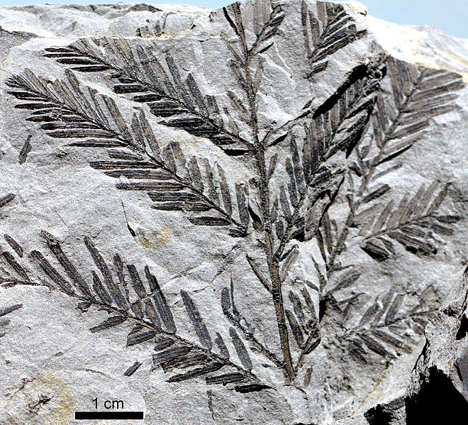 Fossil of Metasequoia occidentalis - photo credit: wikimedia commons