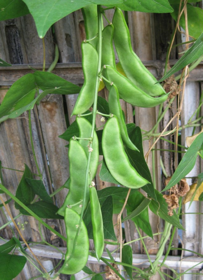 Fruits of lima bean (Phaseolus lunatus) - photo credit: wikimedia commons