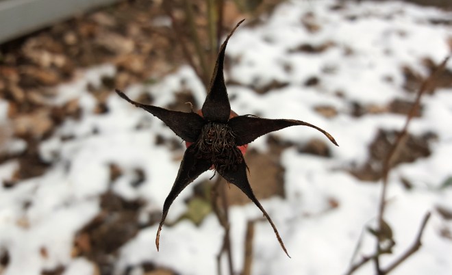 rose hip in winter 1