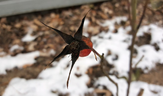 rose hip in winter 2