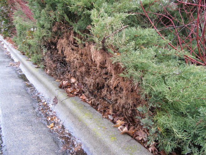 Brown insides of juniper shrub exposed after years of forcing the plant to fit in a site that is too small for its britches.