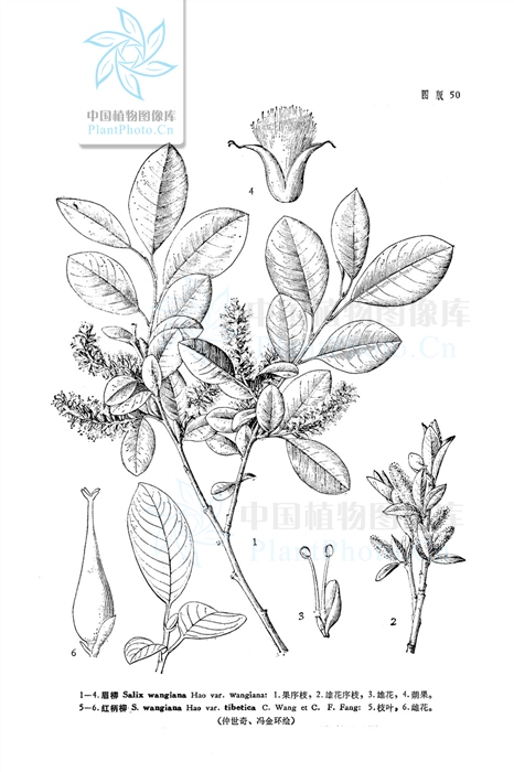 Zhan Wang described many new species of Salix. Salix wangiana var. tibetica is a species that was described by and also named after Wang (photo credit: Flora Republicae Popuaris Sinacea)