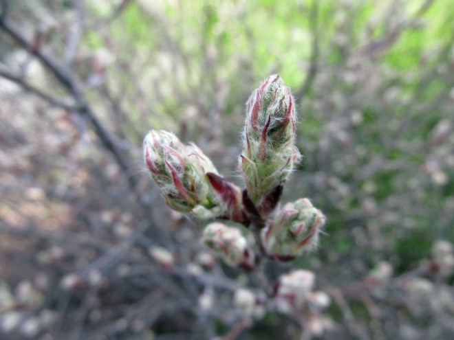 Amelanchier alnifolia leafing out
