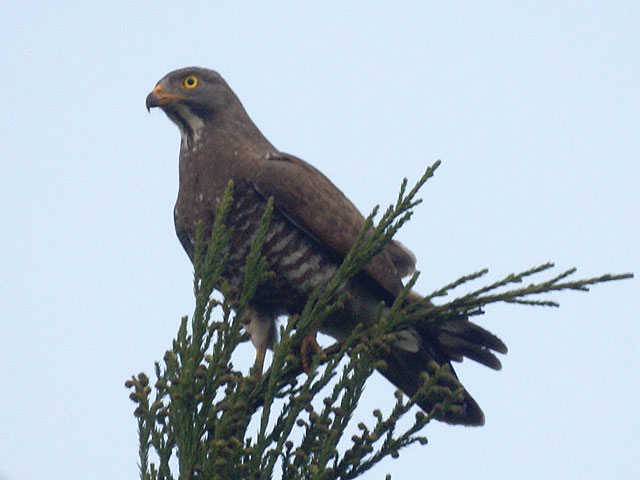 The gray-faced buzzard (Butastur indicus) is listed as vulnerable in Japan. It nests in forests and preys on insects, frogs, and other animals found in grasslands and rice paddies. It's decline has been linked to the abandonment and development of traditionally farmed rice paddies. (photo credit: wikimedia commons)