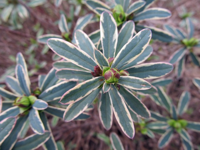 Daphne x burkwoodii 'carol mackie'