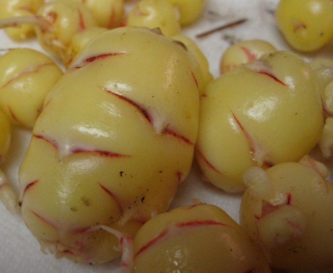 Tubers of oca (Oxalis tuberosa) - photo credit: wikimedia commons