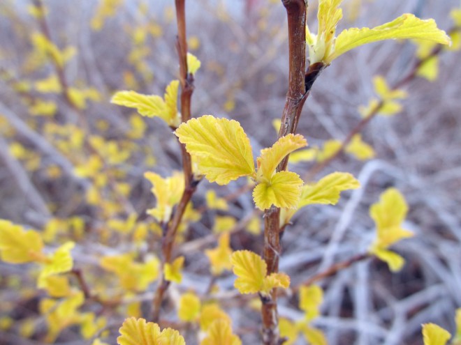Physocarpus opulifolius 'Dart's Gold'