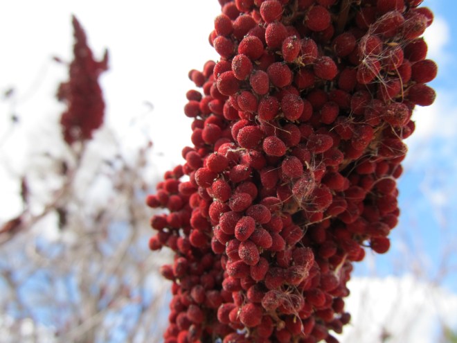 Sumac