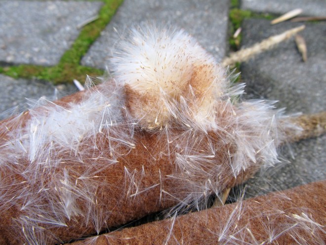 cattail fluff