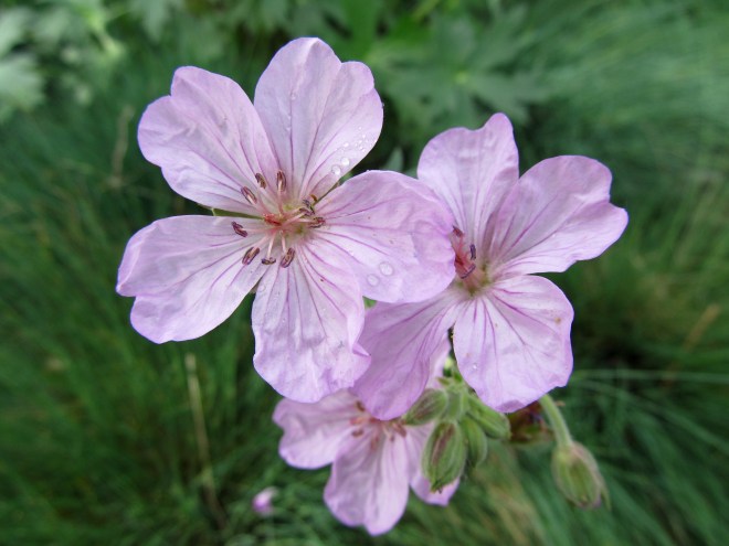 Sticky purple geranium (Geranium viscosissimum) one species of around species of extant flowering plants.