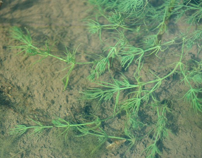 Common stonewort (Chara vulgaris, a species of green algae (photo credit: www.eol.org)