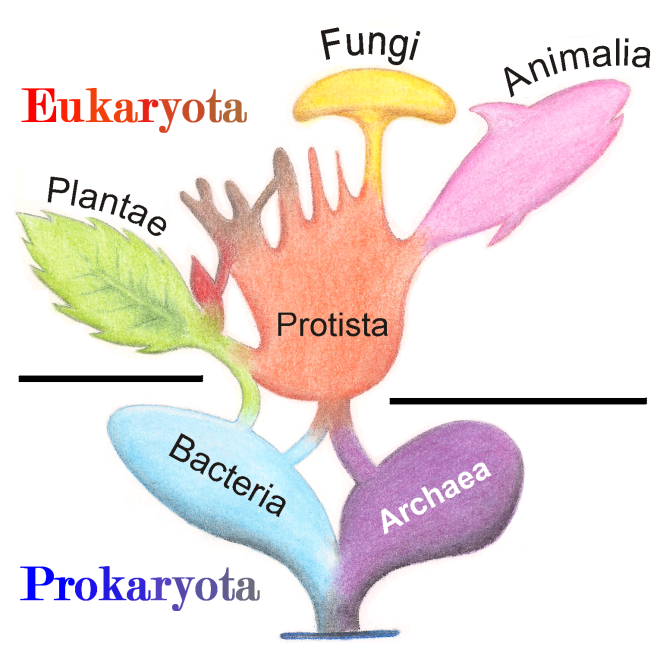 Illustration of one current itteration of kingdom classification system (illustration credit: wikimedia commons)