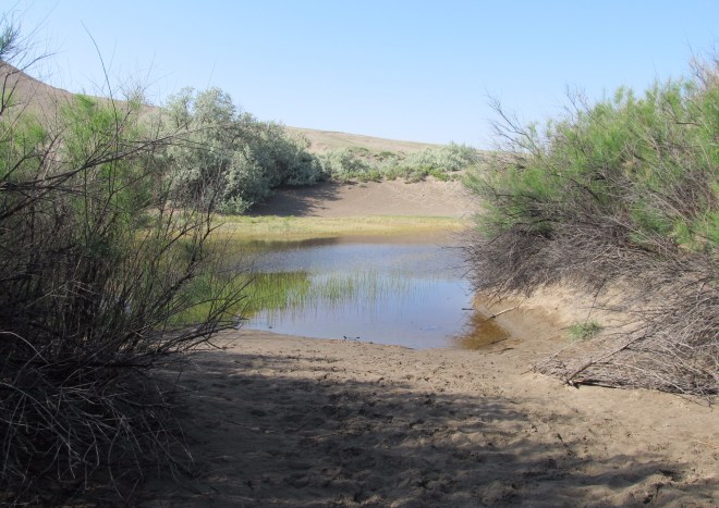 An entrance to the marsh